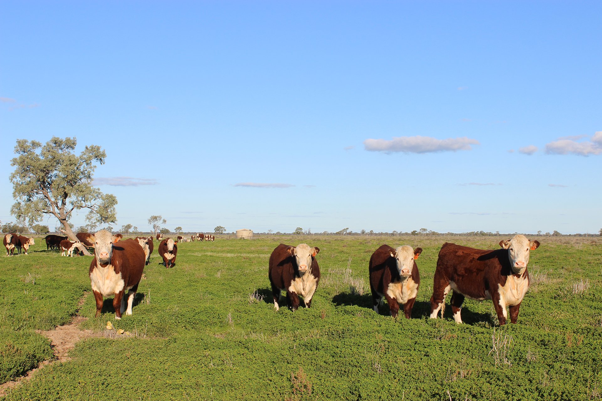 'Strathcona' 1378 Keewong Lane, Coonamble, NSW, 2829