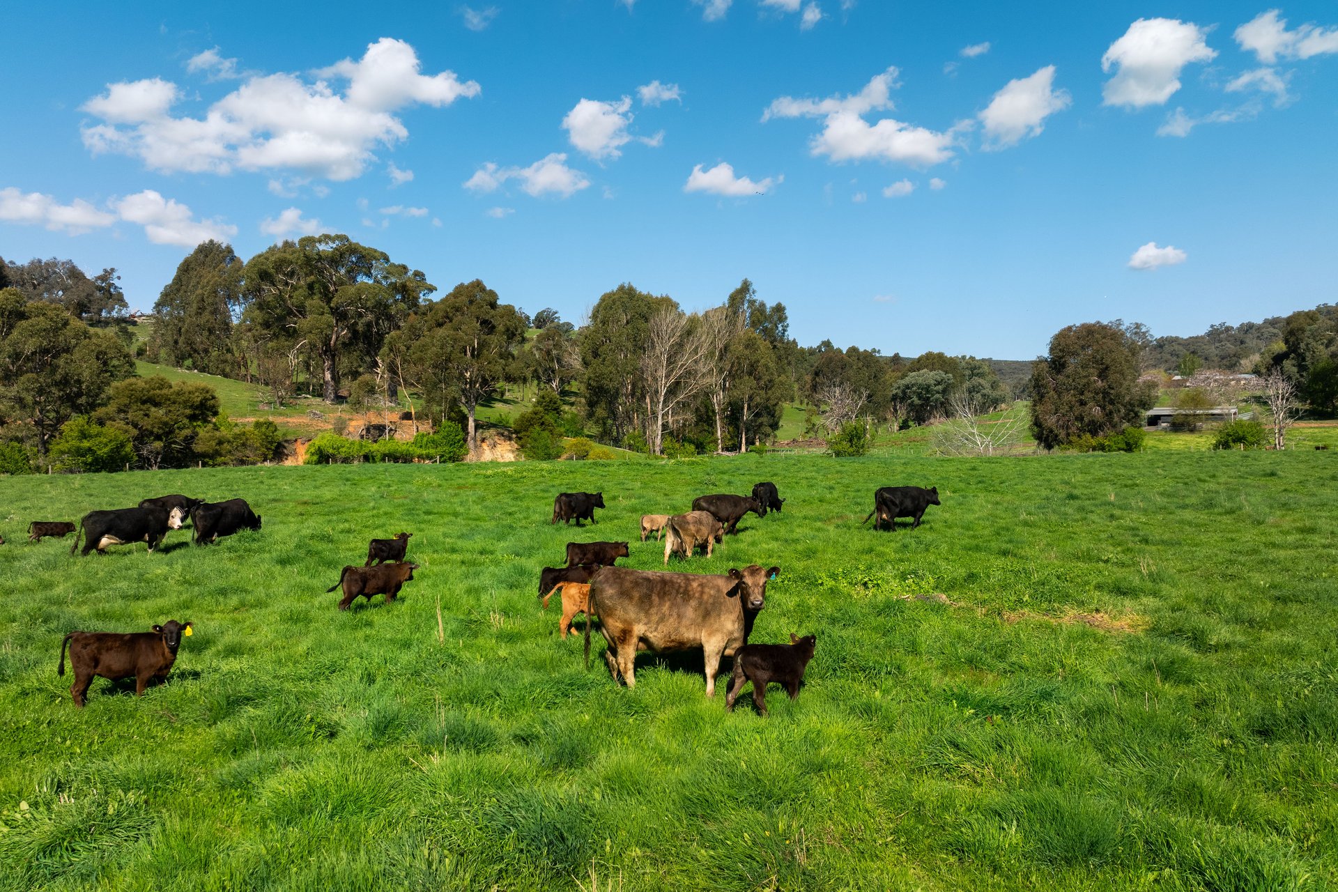 315 Davies Road, Warrenbayne, VIC, 3670