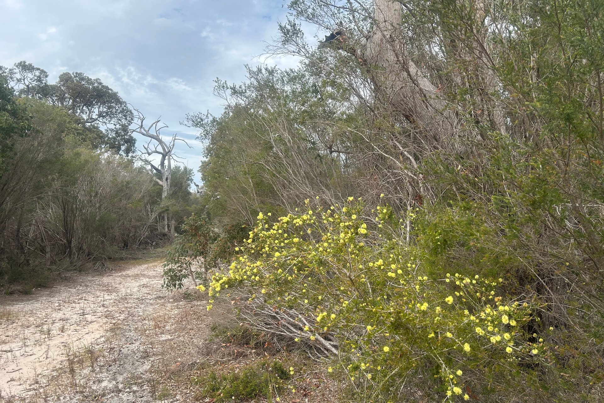 31 Silvereye Road, North Boyanup, WA, 6237
