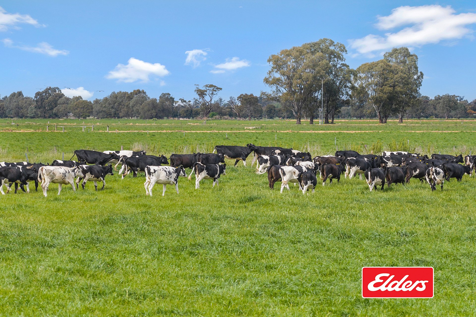 1130 Singer Road, Bamawm For Sale by Farmbuy.com - image 27