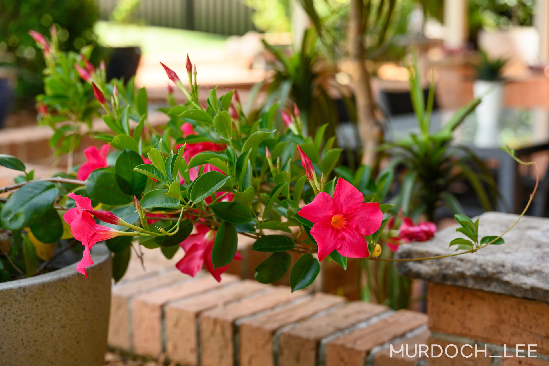 80 Springfield Crescent, Bella Vista For Sale by Murdoch Lee Estate Agents - image 24