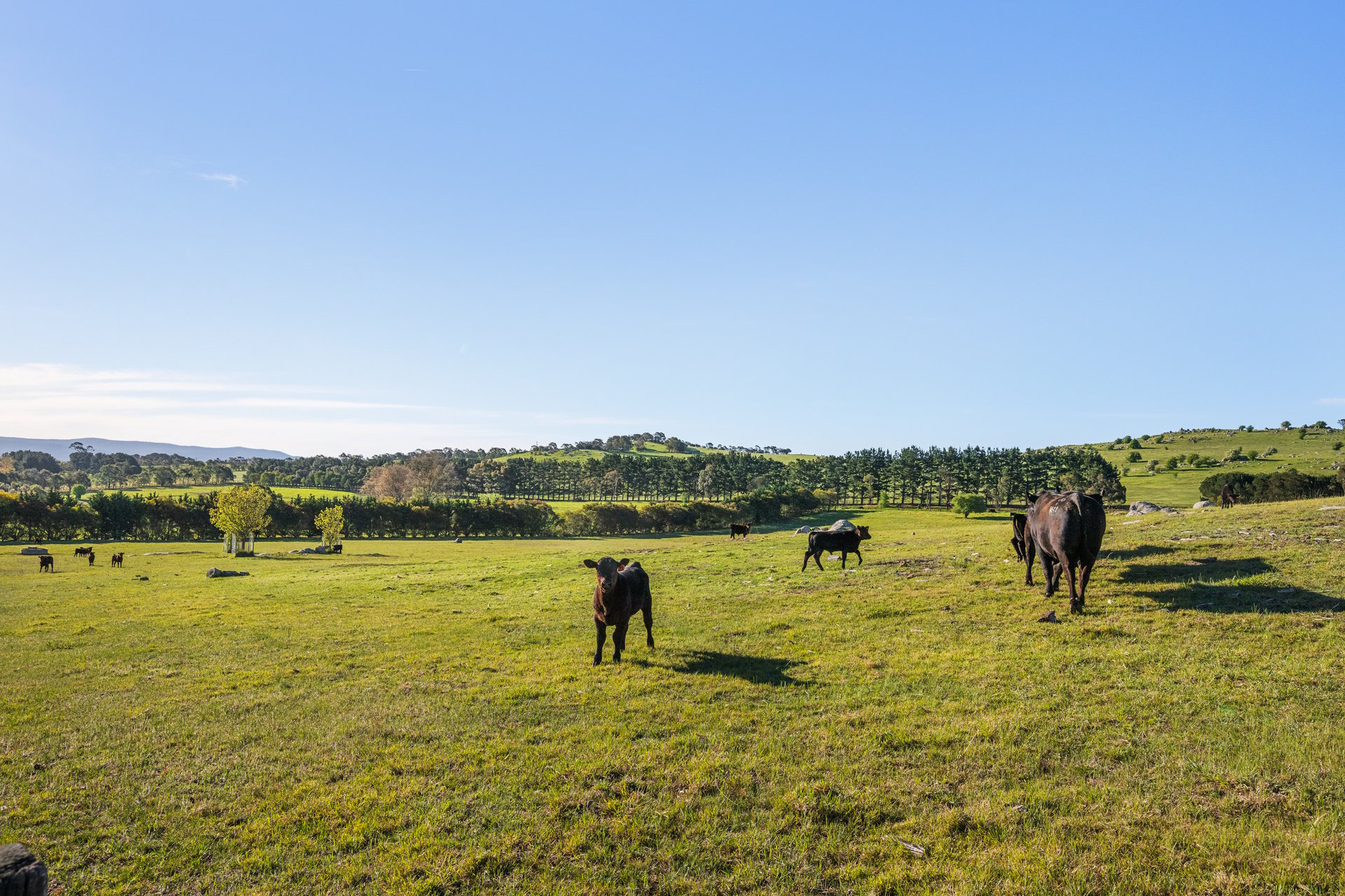 11191 Nerriga Road, Braidwood NSW 2622